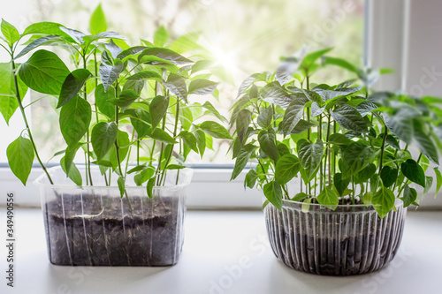 Young seedlings of tomato and pepper vegetables in a plastic container in the ground are standing on the windowsill in the apartment, sunshine