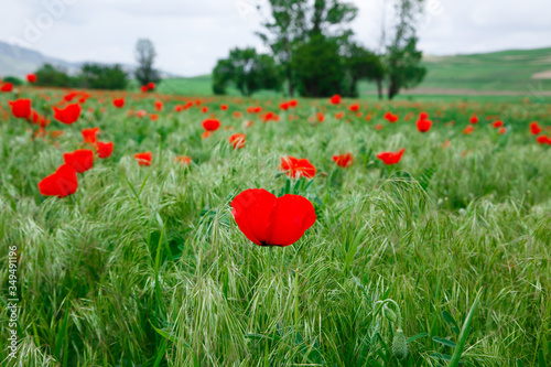 Red poppies. Grassy wild flowers growing on a background of green grass. Natural background.