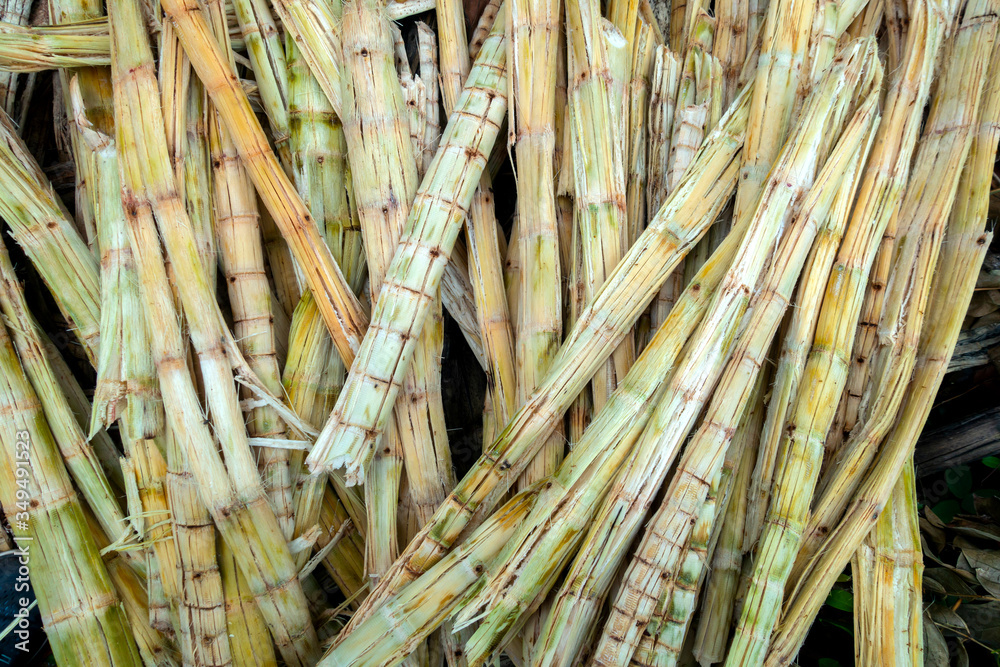 Bagasse is the part of the sugar cane stalk that has been taken out of