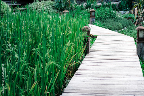 rice paddy field beside walkway pathway