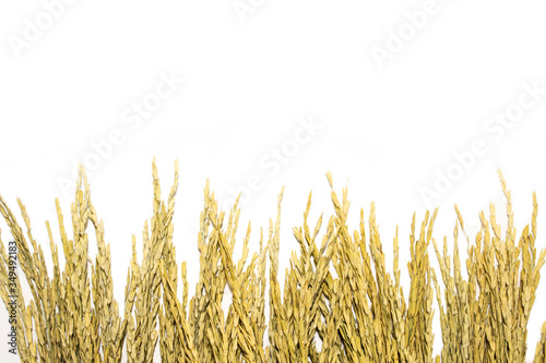 Paddy rice isolated on white background. ears of paddy jasmine rice with copy space