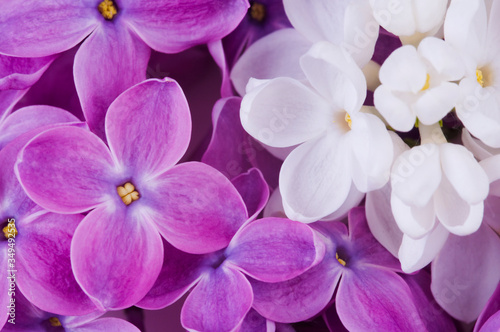 Bunch of mixed color blooming lilac flowers background. Full frame multi colored detail of blooming lilac flowers - white  purple  violet and magenta