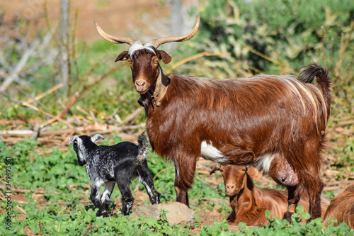 Goat family with goat babys and a mother with twisted horns in La Palma, Canary Islands