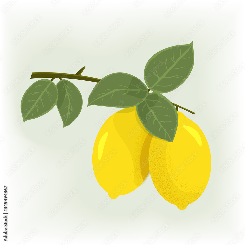 Yellow lemon and green leaves isolated on a white background.