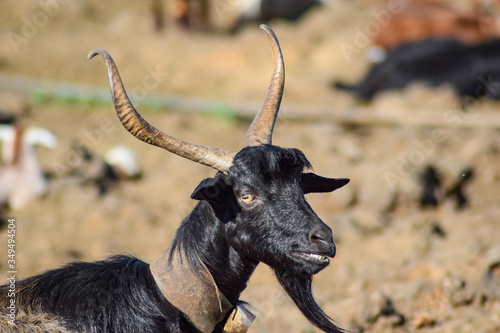 Black crazy goat with long horns smiling at the Canary Islands, Spain photo