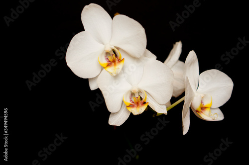 Fototapeta Naklejka Na Ścianę i Meble -  Beautiful orchid on a black background. Home orchid