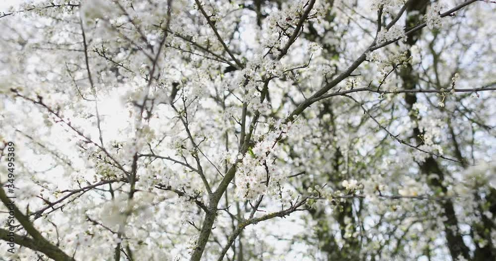 Bare tree branches covered with white flowers Bare tree branches covered with white flowers
