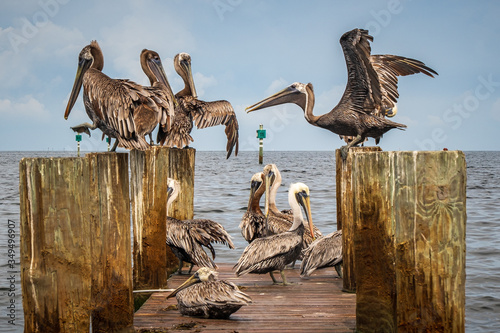 Group of pelicans on wooden pier