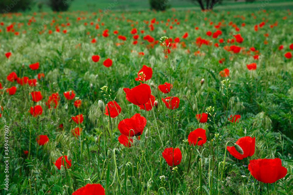 Red poppies. Grassy wild flowers growing on a background of green grass. Natural background.