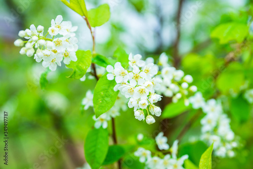 Blooming bird cherry tree in the garden. Selective focus.