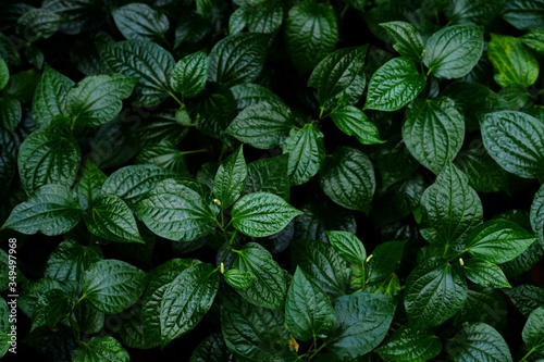 Thai medicinal plant, Wildbetal leafbush (Piper sarmentosum Roxb.) photo