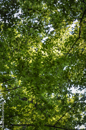Background of green leaves in a sunny day