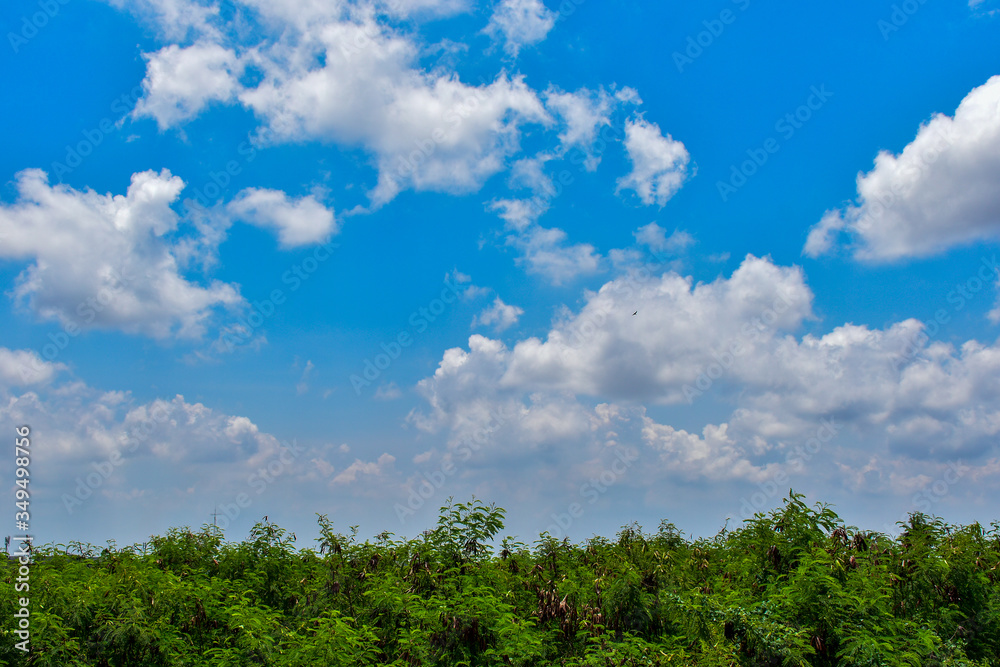 The tops of the trees with the sky behind. The tops of the trees with the sky behind.
