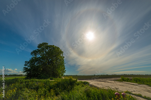 Beautiful landscape image of a lone tree in the dutch countryside with a bright halo around the sun in the sky
