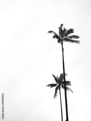 Silhouette of two wax palm trees in the cocora valley in Colombia photo