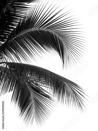 silhouette black coconut leaf on white background
