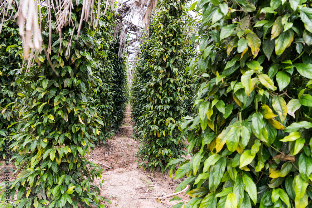 Kampot pepper grown and produced in Kampot Province, and Kep Province, Cambodia Kampot pepper grown and produced in Kampot Province, and Kep Province, Cambodia