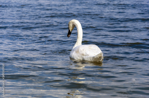 Beautiful mute swan cygnus olor swimming on lake in the background
