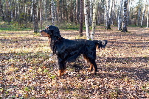 Dog breed Setter Gordon standing in autumn forest