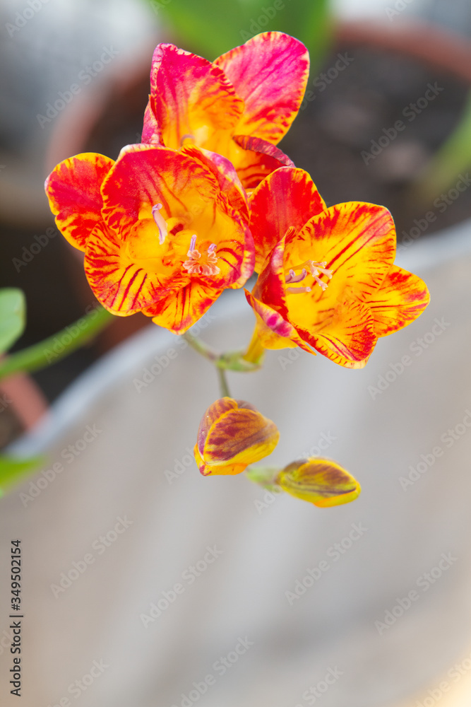 Fototapeta premium Freesia flowering plants in spring natural light