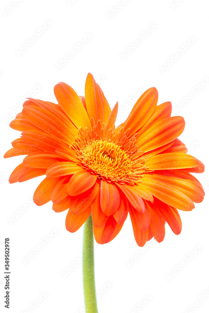 Bouquet of orange gerbera in natural light Bouquet of orange gerbera in natural light