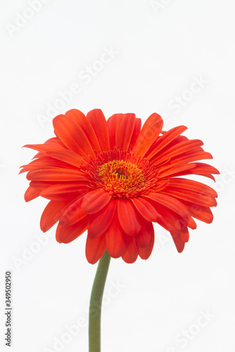 Bouquet of orange gerbera in natural light