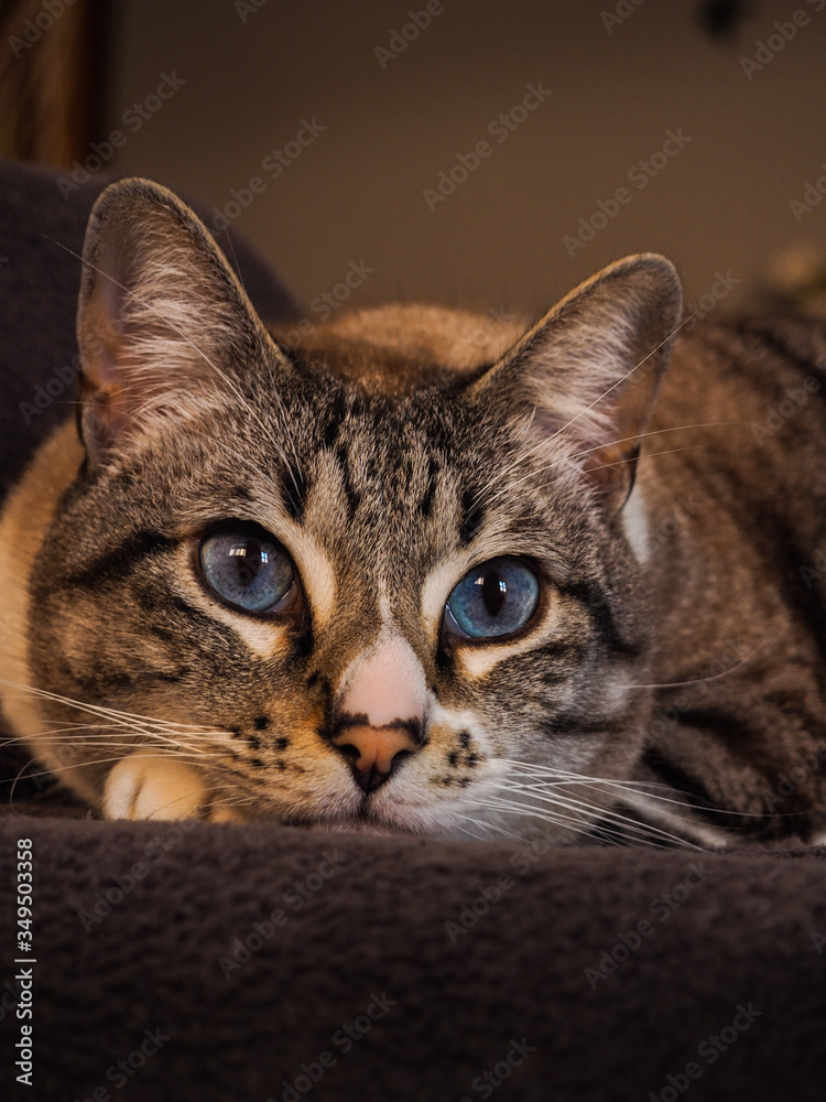 Gato de ojos azules Stock Photo | Adobe Stock