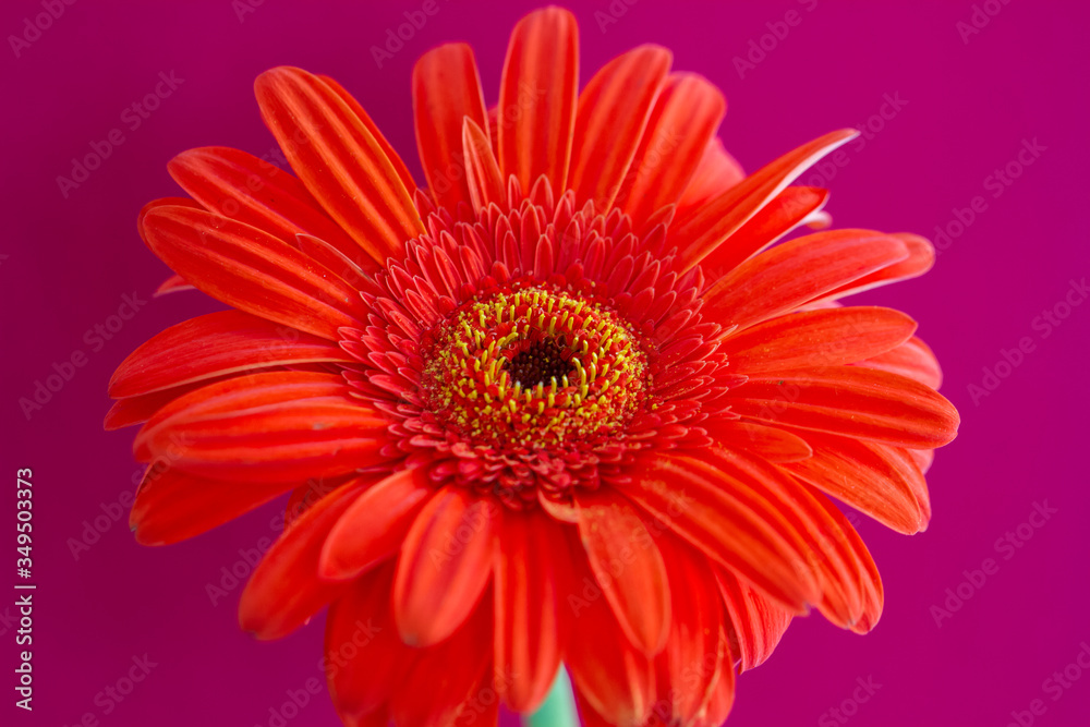 Bouquet of orange gerbera in natural light