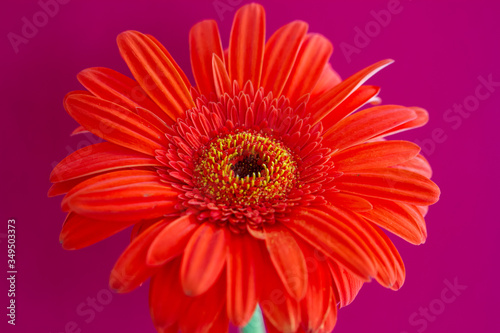 Bouquet of orange gerbera in natural light