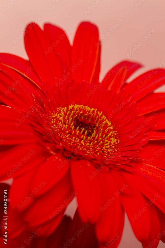 Bouquet of orange gerbera in natural light Bouquet of orange gerbera in natural light