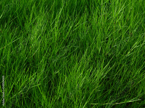 green grass of meadow texture