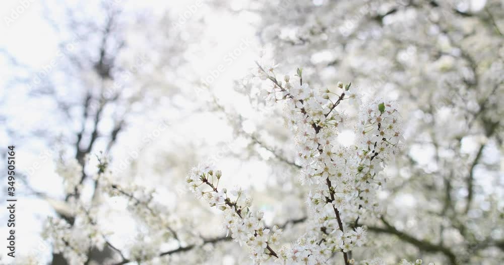 Close-up tree branch with an abundance of white flowers on the tree Close-up tree branch with an abundance of white flowers on the tree