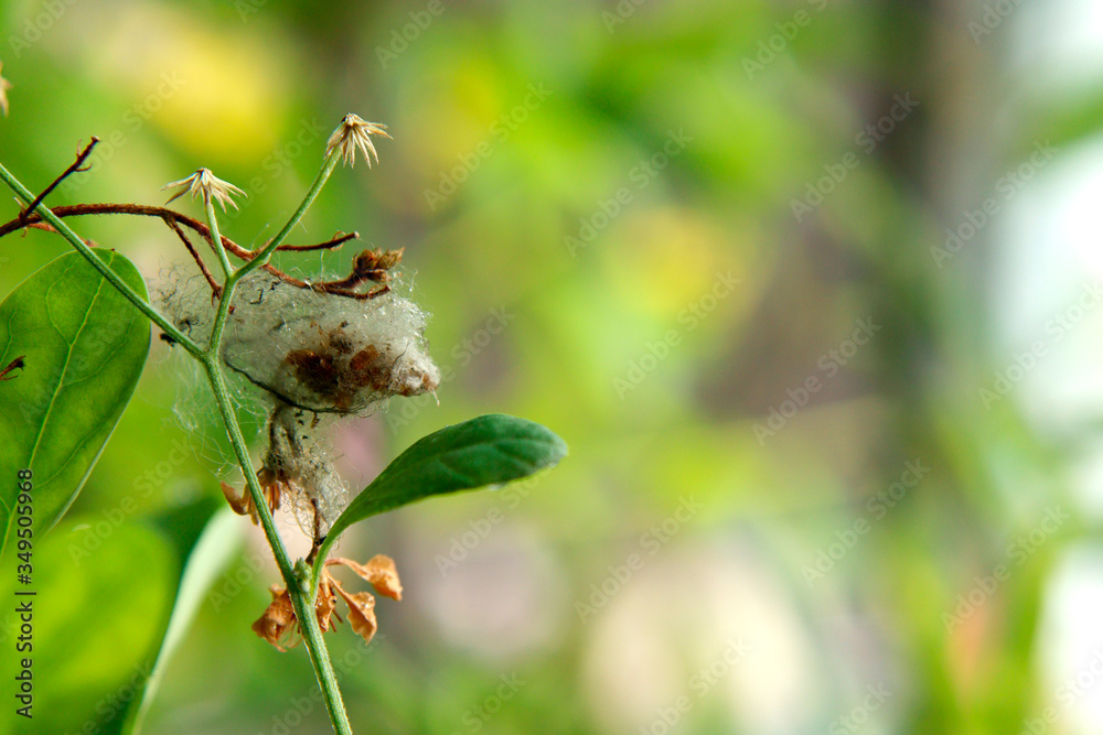 Flower plant covered with microscopic web of spider mite. Close up. Blurred background. Flower plant covered with microscopic web of spider mite. Close up. Blurred background.