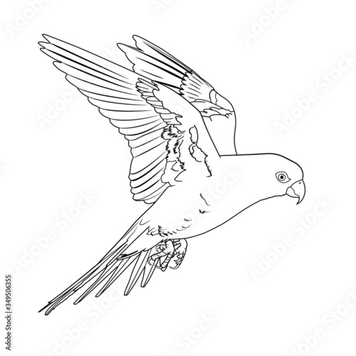 Parrot