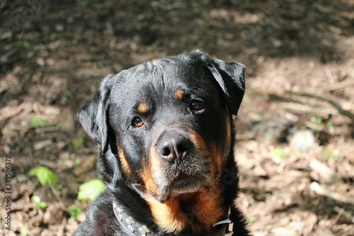 beautiful head portrait from a gorgeous rottweiler dog in the garden