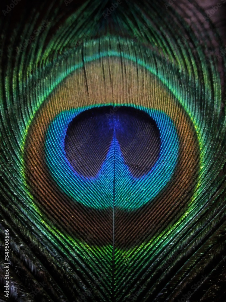 Naklejka premium peacock feather detail