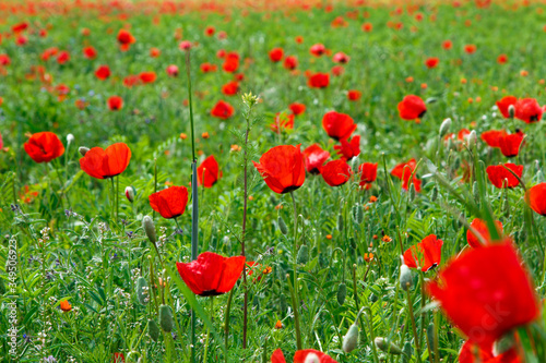 Red poppies. Wild flowers on a background of green grass. Summer natural background.