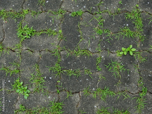 texture of abandoned pavement floor with green plant © srckomkrit
