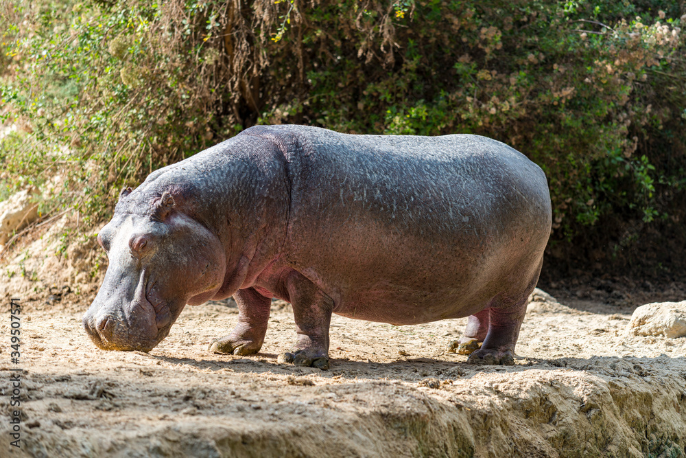 hippopotamus in the zoo hippopotamus in the zoo
