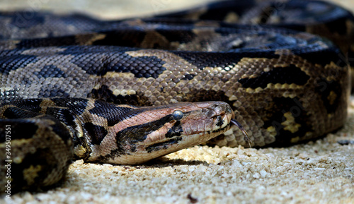 close up of a python