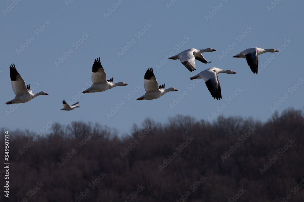 A group of migratory snow geese fly by above the lake at Middle Creek National Wildlife Area