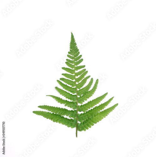 Natural fresh fern leaves look like christmas tree on white background with copy space for your own text like a christmascard (New Zealand symbol) 