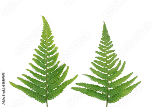 Green Fern leaves look like natural Christmas tree on white background with copy space for your own text.  New Zealand symbol  