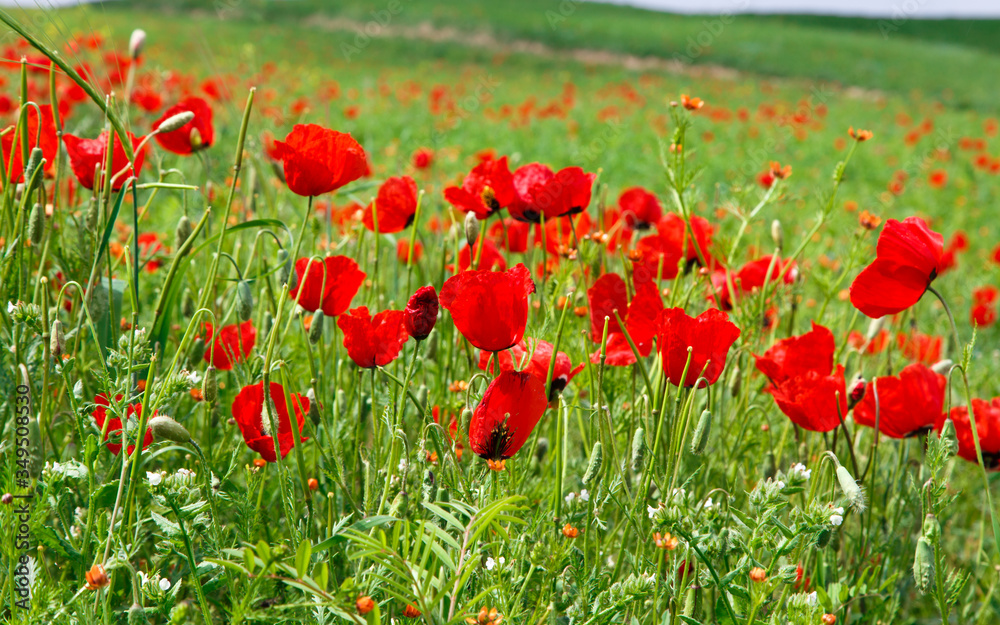 Fototapeta premium Red poppies. Wild flowers on a background of green grass. Summer natural background.
