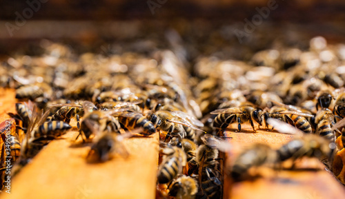 Worker bees crawl between wooden frames with wax honeycombs in an open beehive during the inspection of the beekeeper. Close-up view with differential focus. Sunlight falls from above.