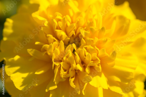 Closeup photo of a marigold flower. © Maria