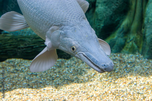 An  platinum  Alligator gar (Atractosteus spatula) in water.
It is not albino because the eyes are black instead of red.  photo