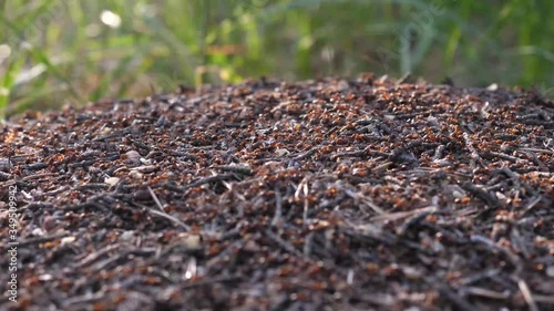 Best close up ants colony 4K Stock Videos.