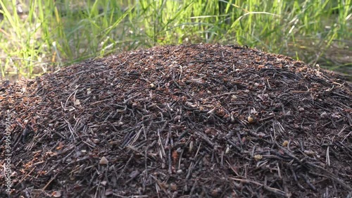 Ants running to their anthill. Extreme macro close up 4K shot.