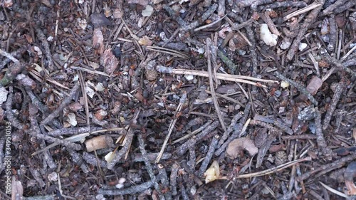 4K real time video close up Anthill in the Forest with Stock Footage Video.